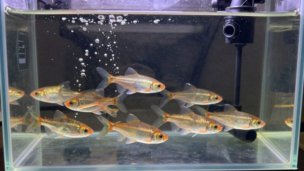 maintain bait tank temperature